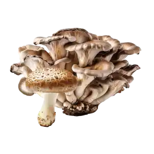 Ingredient Photo-Organic Mushroom Complex