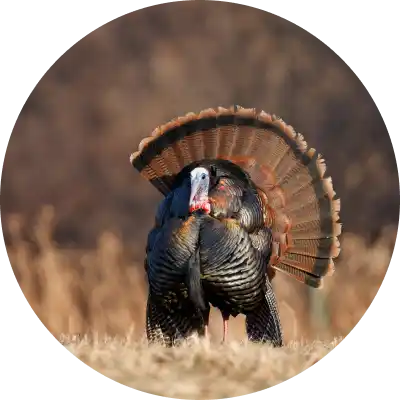 Photo of live Turkey