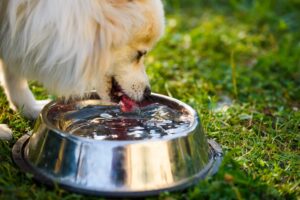 dogs nutritional needs | Badlands Ranch