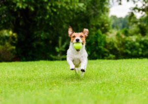 exercise for dogs | Badlands Ranch