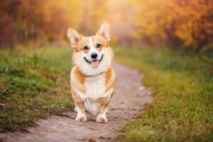 dogs nutritional needs | Badlands Ranch