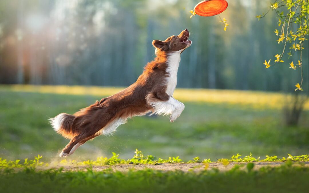 Benefits Of Regular Exercise For Your Dog s Physical Mental Health benefits-of-regular-exercise-for-your-dog-s-physical-mental-health