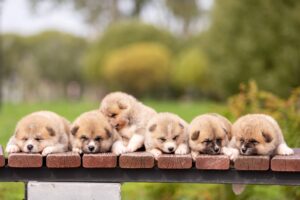 dog aging | Badlands Ranch