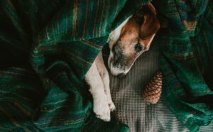 dog aging | Badlands Ranch