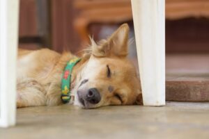 dog aging | Badlands Ranch