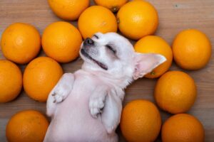 dog wellness and nutrition | Badlands Ranch