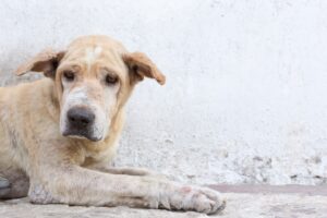 dog aging | Badlands Ranch