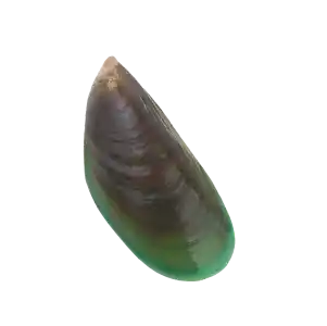 Ingredient Photo-Green-Lipped Mussel