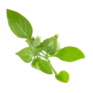 Ingredient Photo-Organic Ashwagandha