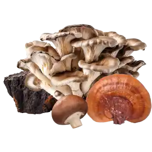 Ingredient Photo-Organic Mega Mushroom Complex™