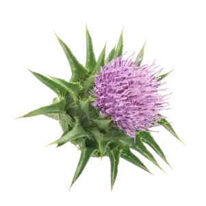 Ingredient Photo-Organic Milk Thistle Extract