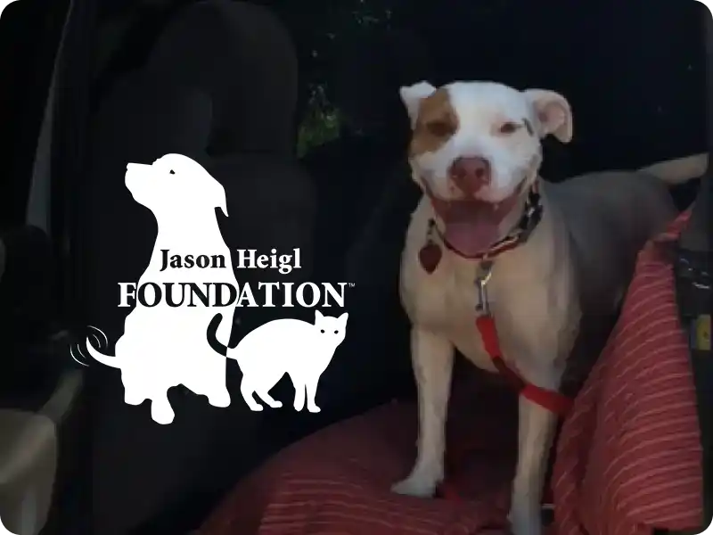 Happy Dog name Rosie in the car