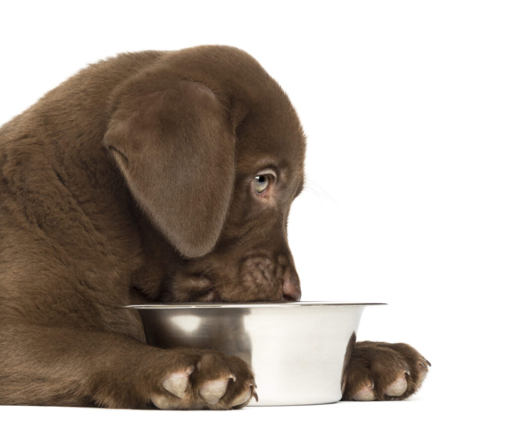 A chocolate lab eats out of a silver bowl