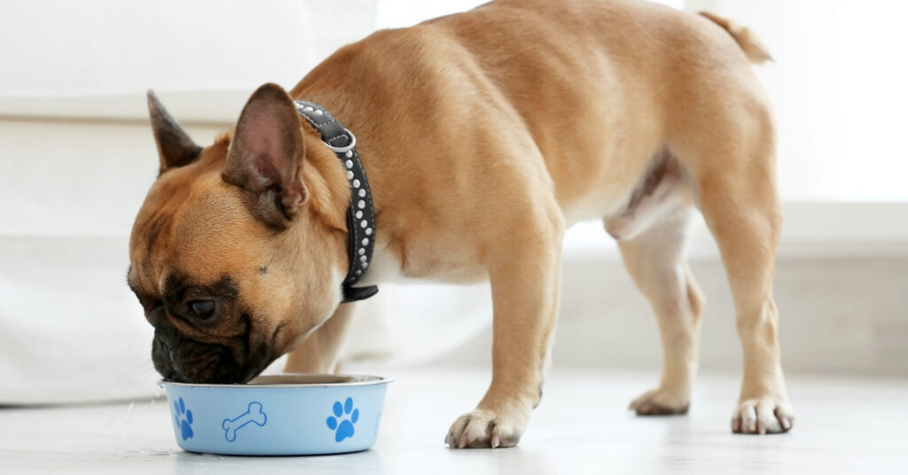 bulldog eats air-dried dog food from a blue bowl