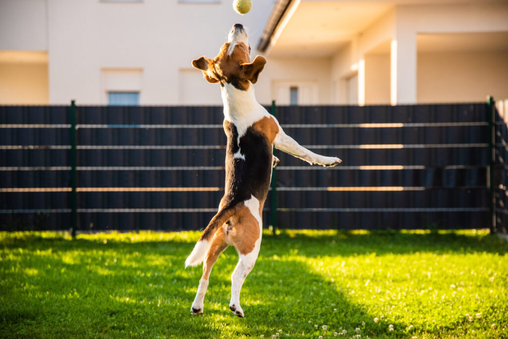 Beagle dog jumping with a ball