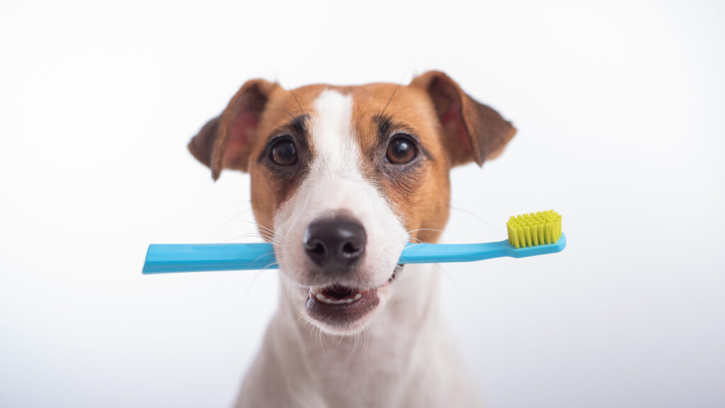 Smart dog jack russell terrier holds a blue toothbrush in his mouth
