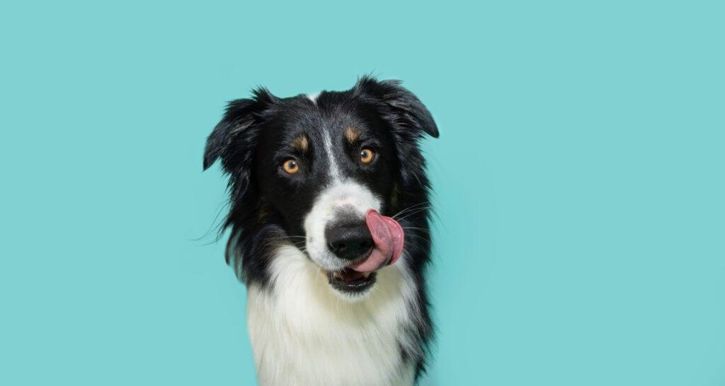 Hungry border collie dog licking its lips on blue background