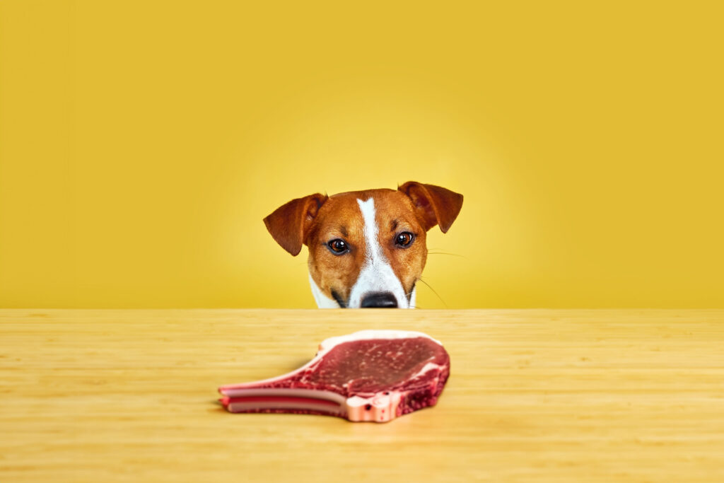 Jack Russell terrier dog eyes raw meat on a table.