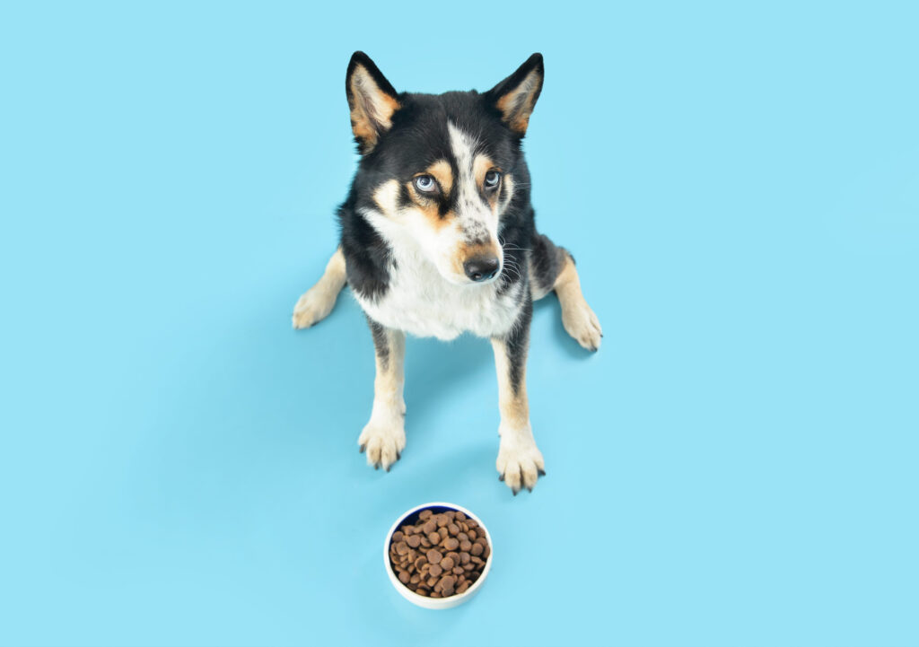 Is Air-Dried Dog Food Better Than Kibble? Key Differences - Badlands Ranch