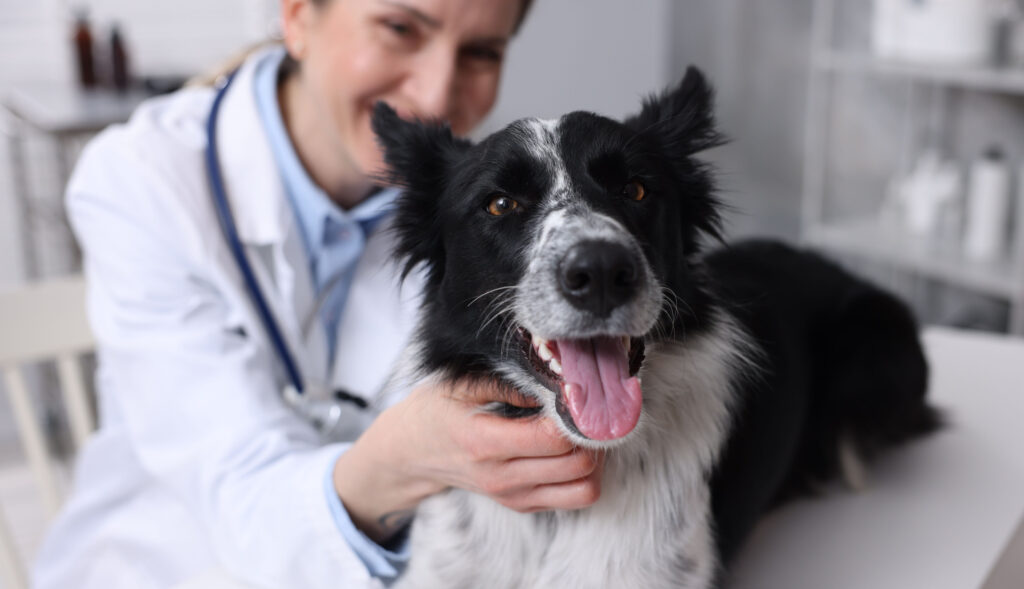 Veterinarian with dog in clinic